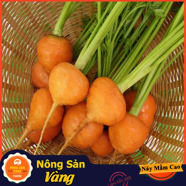 The most popular body essential vitamins rich in round carrot seed (0,5 gram pack)-shallow yellow