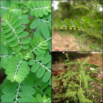 Cây giống Hạ Diệp Châu ( cây chó đẻ răng cưa)