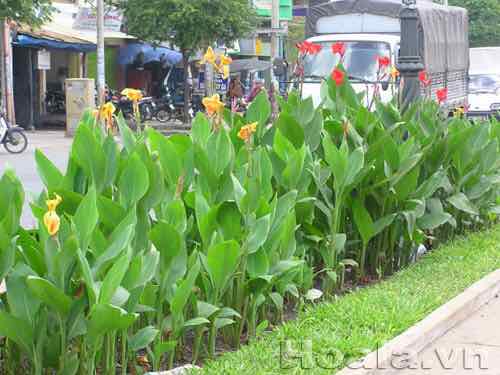 cây giống hoa chuối cảnh thái lan