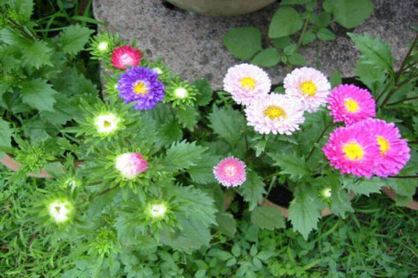 Gói 50 hạt giống hoa cúc Đà Lạt nhiều màu - Thế Giới Rau Mầm Shop