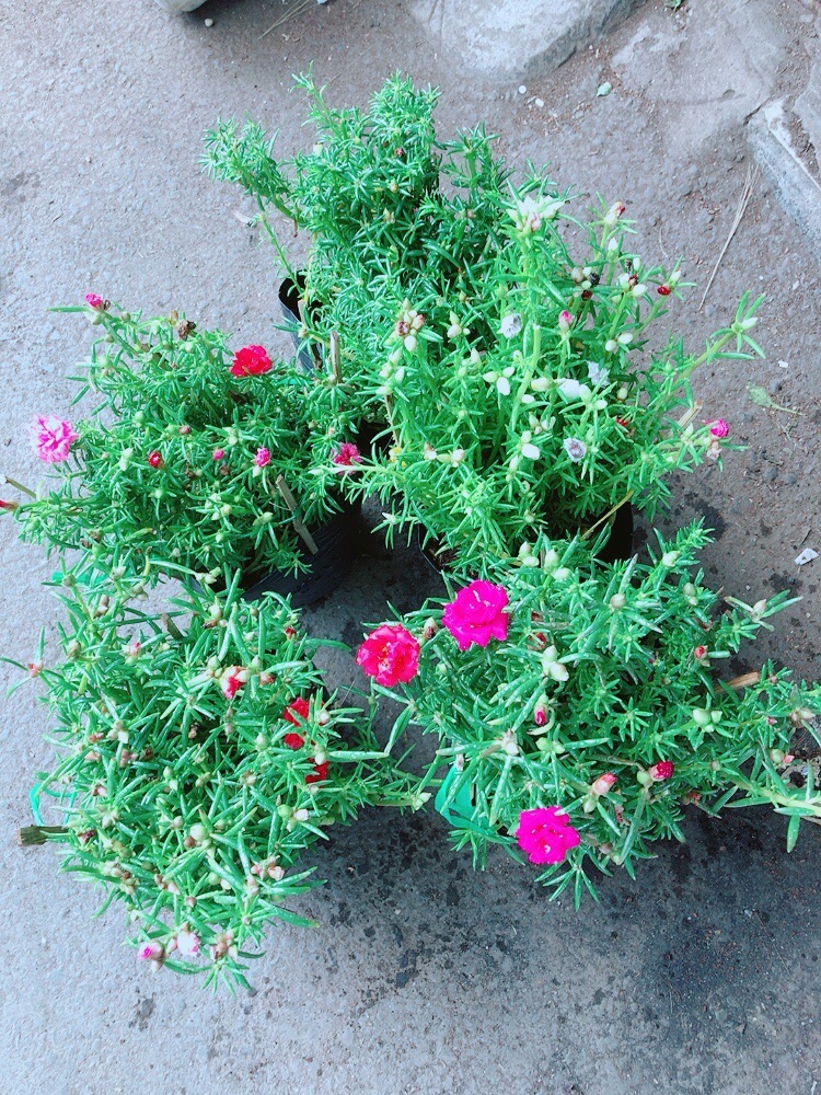 Hoa mười giờ sam