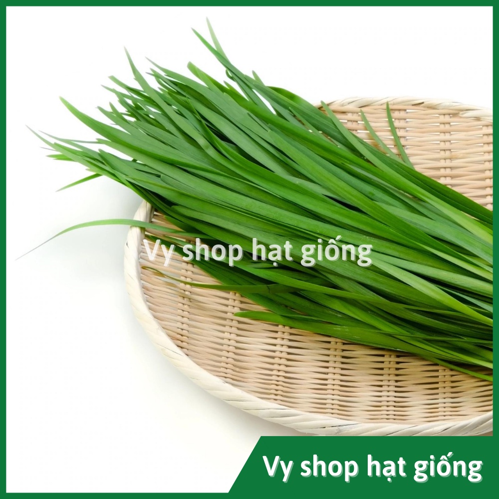 Hạt giống hẹ ăn lá Thái Lan gói 230 hạt