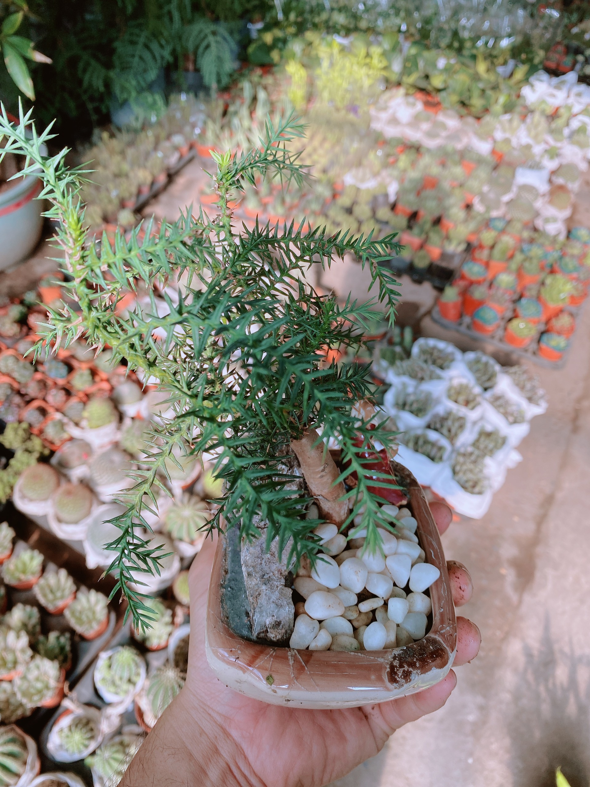 Chậu tùng bồng lai bonsai