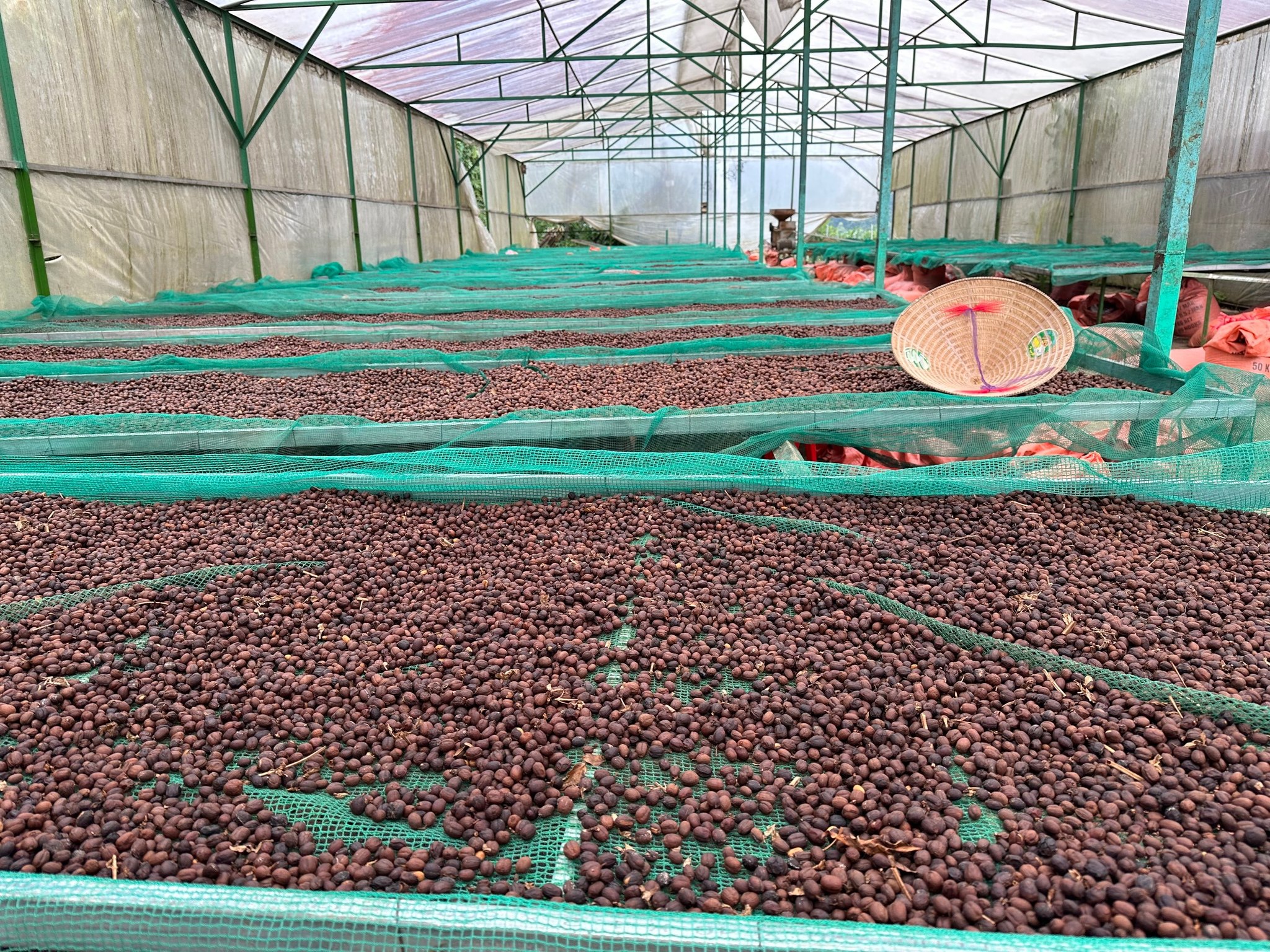 ARABICA Sơ chế Natural -Khe Sanh, Quảng Trị (TOP1 ARABICA COFFEE - VN AMAZING CUP 2024 & 2023 & 2021)