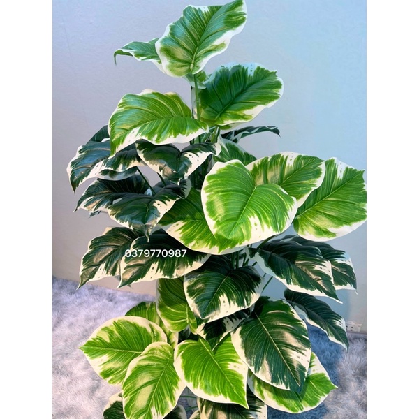 Cây Trầu Bà Giả, Cây Viền Trắng (Ảnh Và  Thật)
