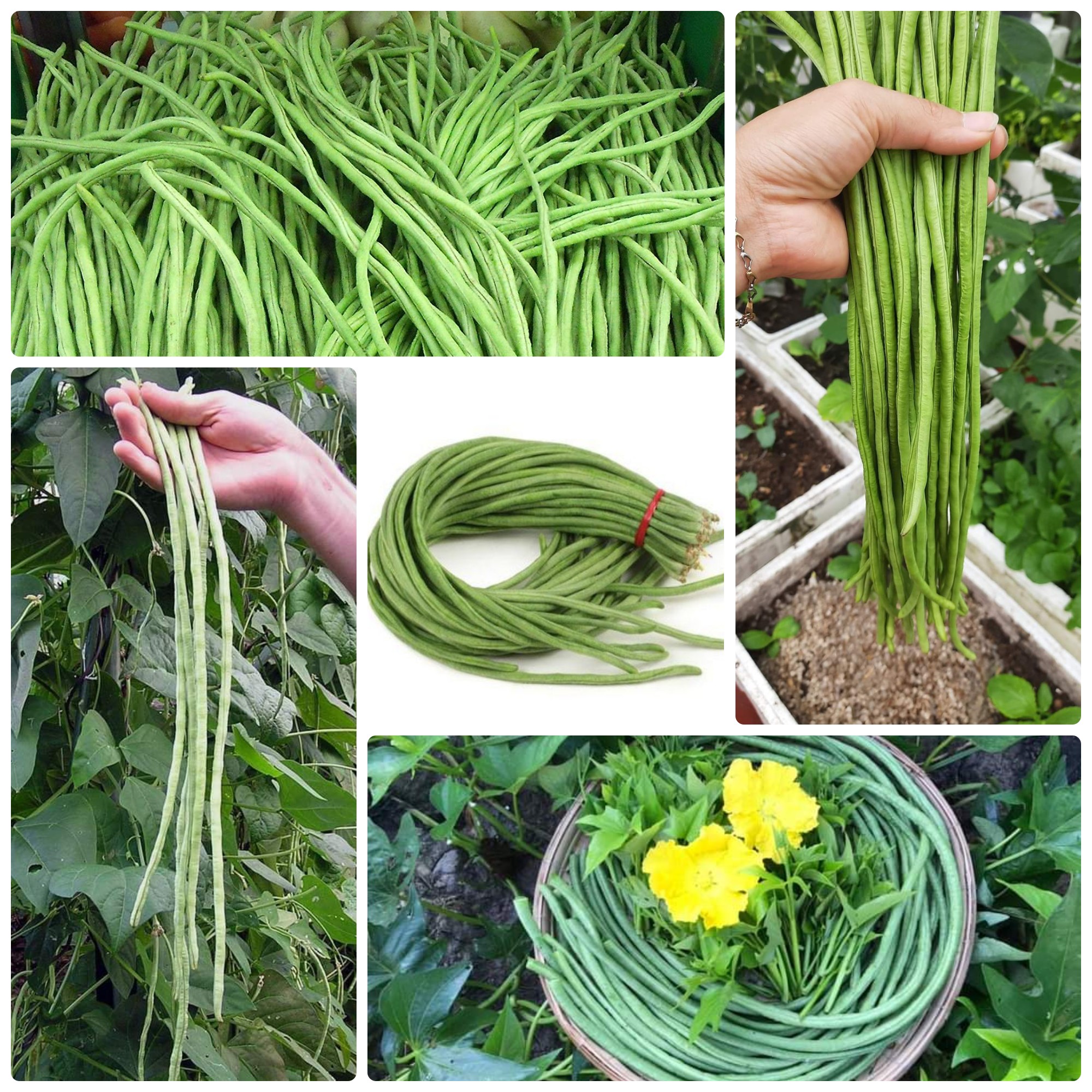 Hạt giống Đậu đũa cao sản hạt đen gói 20gr