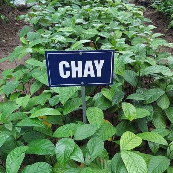 Giống Cây Chay Ruột Đỏ
