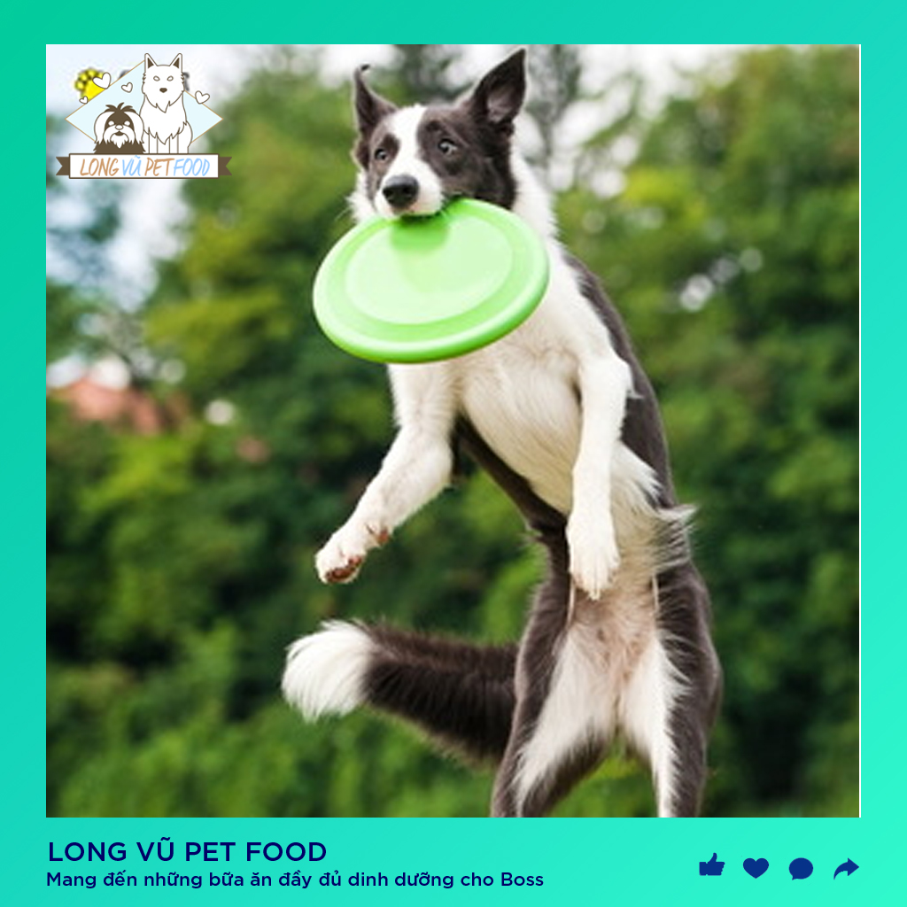 Đồ chơi đĩa bay cho cún, đồ chơi cho chó, đồ chơi cho mèo, đồ thú cưng - Long Vũ Pet Food