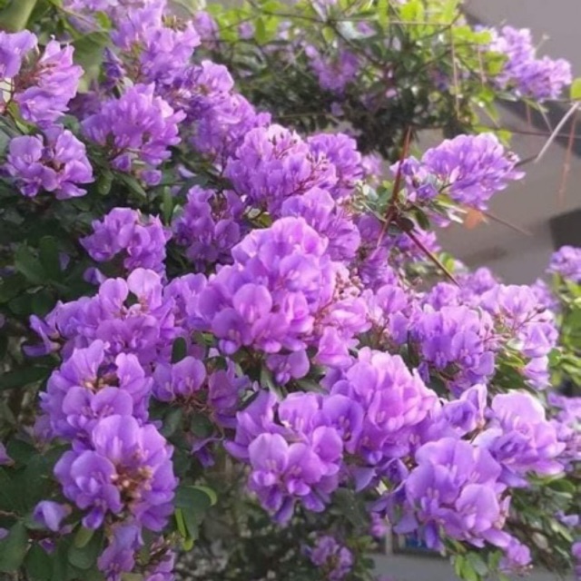 CHẬU CÂY LINH SAM (CÂY SAM NÚI )