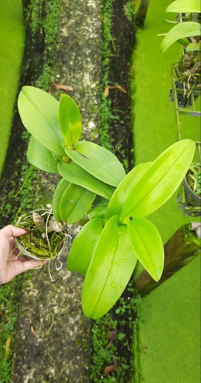 Denro Phượng Hoàng Lửa/Đỏ lưng vàng F12