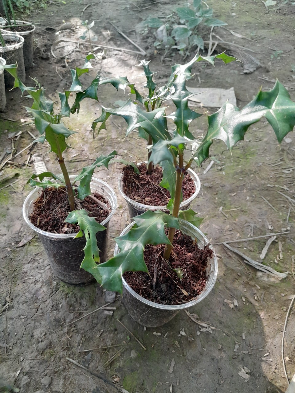 Cây Ô Rô giống, dùng làm dược liệu ( ô rô gai, ô rô hoa nhỏ, sơn ngưu bàng, cây ắc ó)