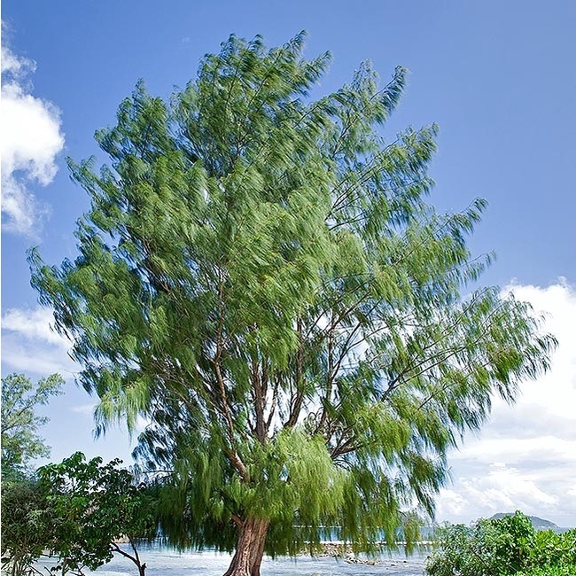 cây phi lao cảnh giống