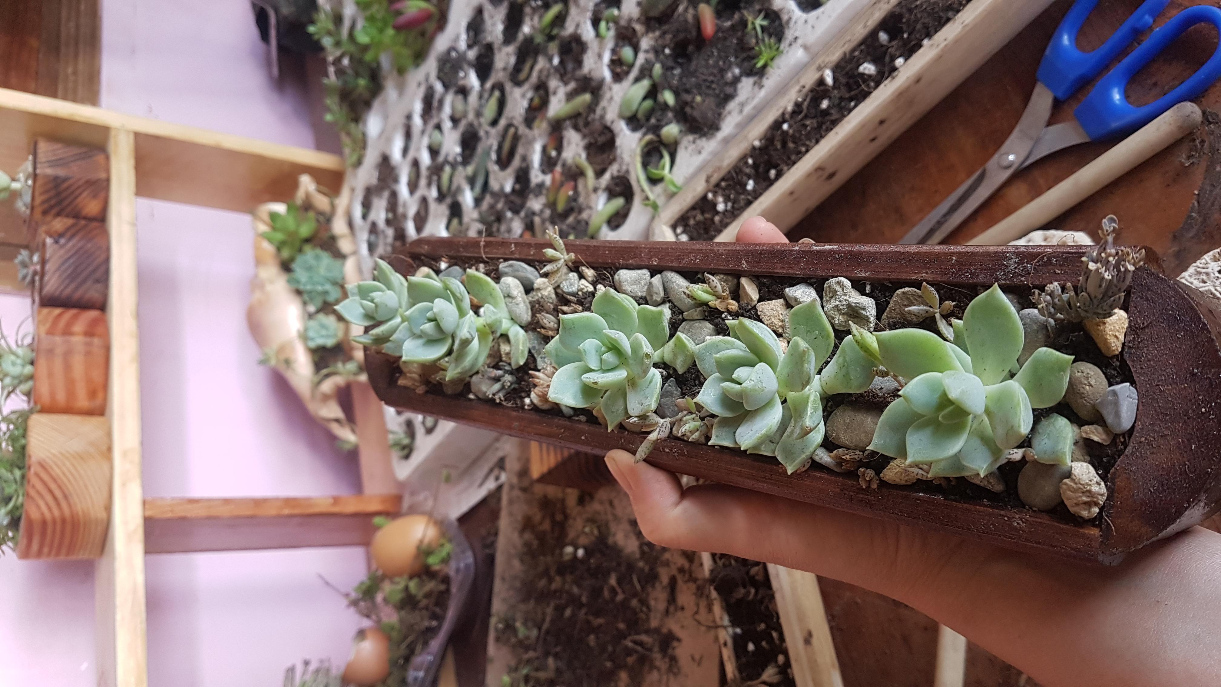COMBO SEN ĐÁ ĐỂ BÀN - CHẬU GỖ TRE LÓNG DÀI TỪ 20-25 Cm