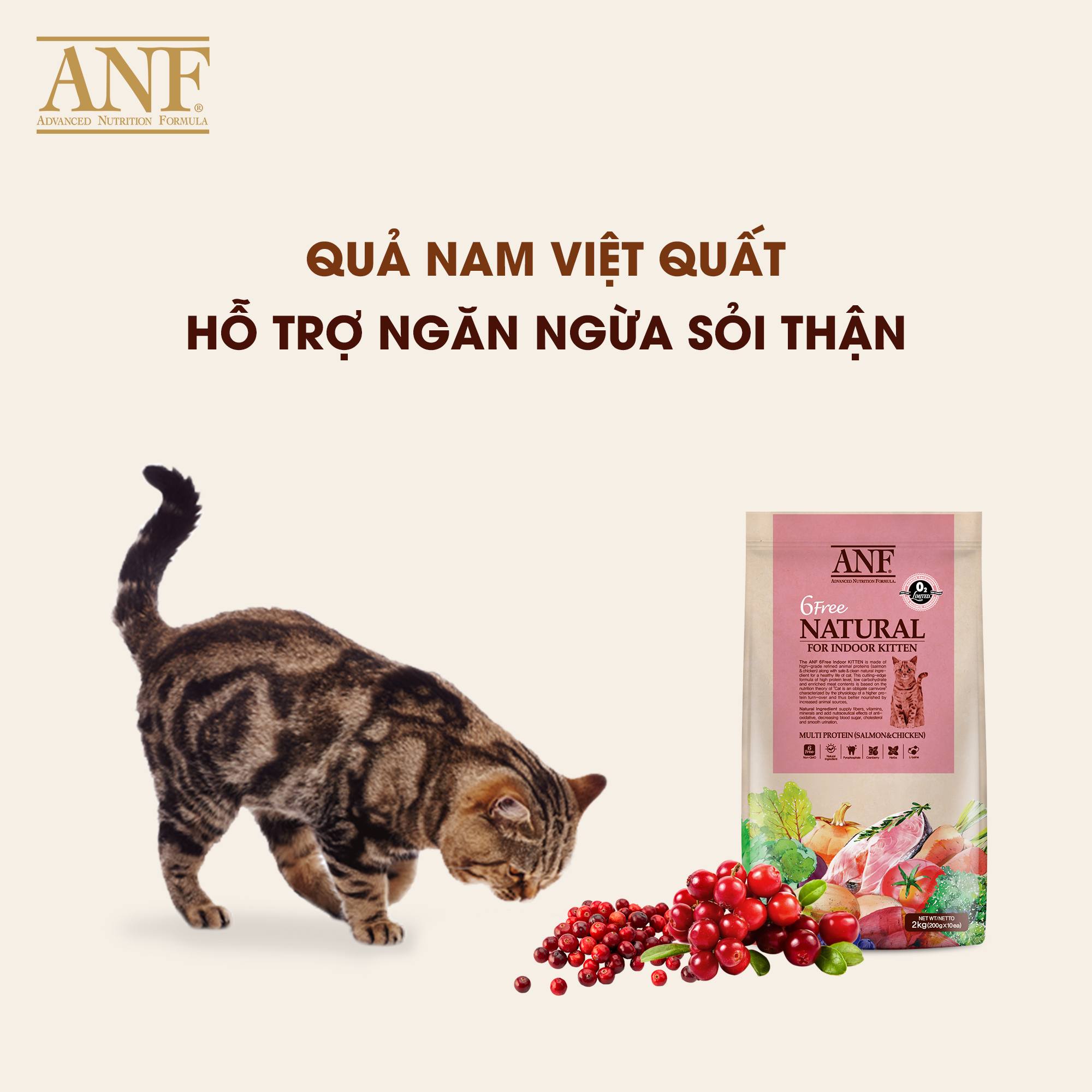 [6kg] THỨC ĂN HẠT CHO MÈO CON ANF 6 FREE INDOOR KITTEN