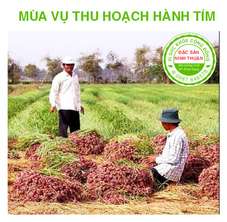 Hành Tím Phan Rang 2kg (Đặc Sản Ninh Thuận)