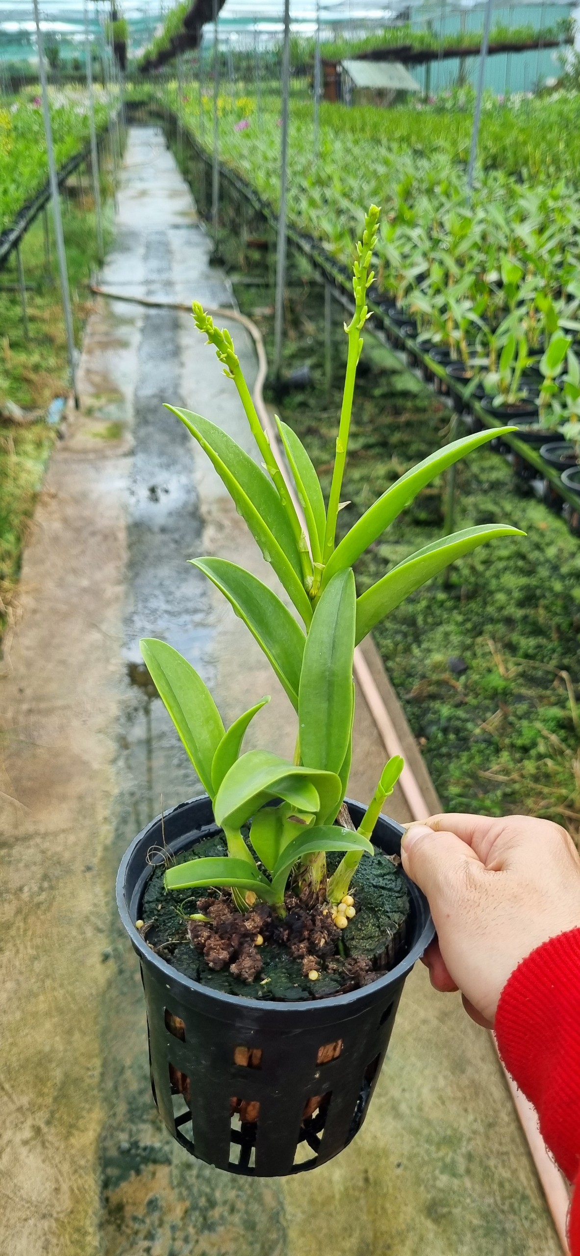 HOA LAN SING VÀNG ĐỎ