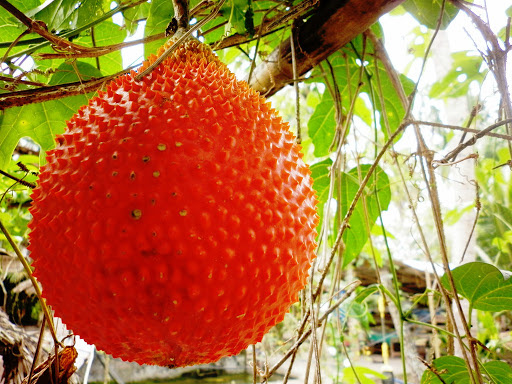 [HCM]Hạt giống cây gấc kiểng