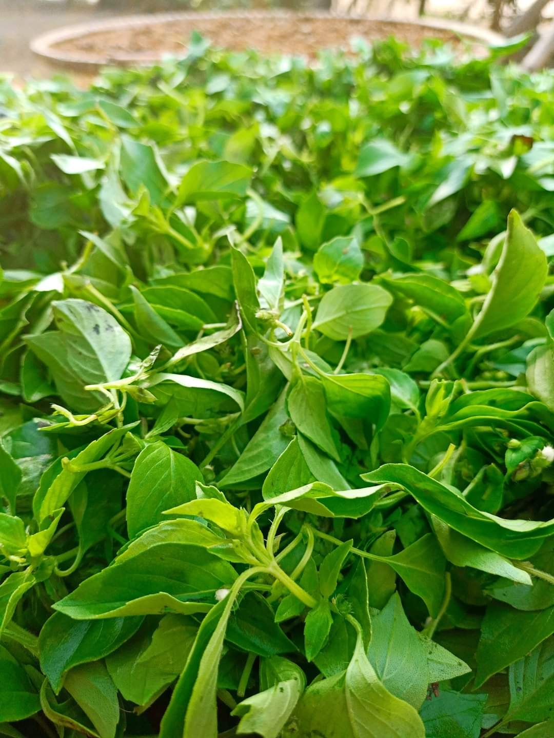 [HCM]Muối tre lá é Jrai hũ 500gr - 155k