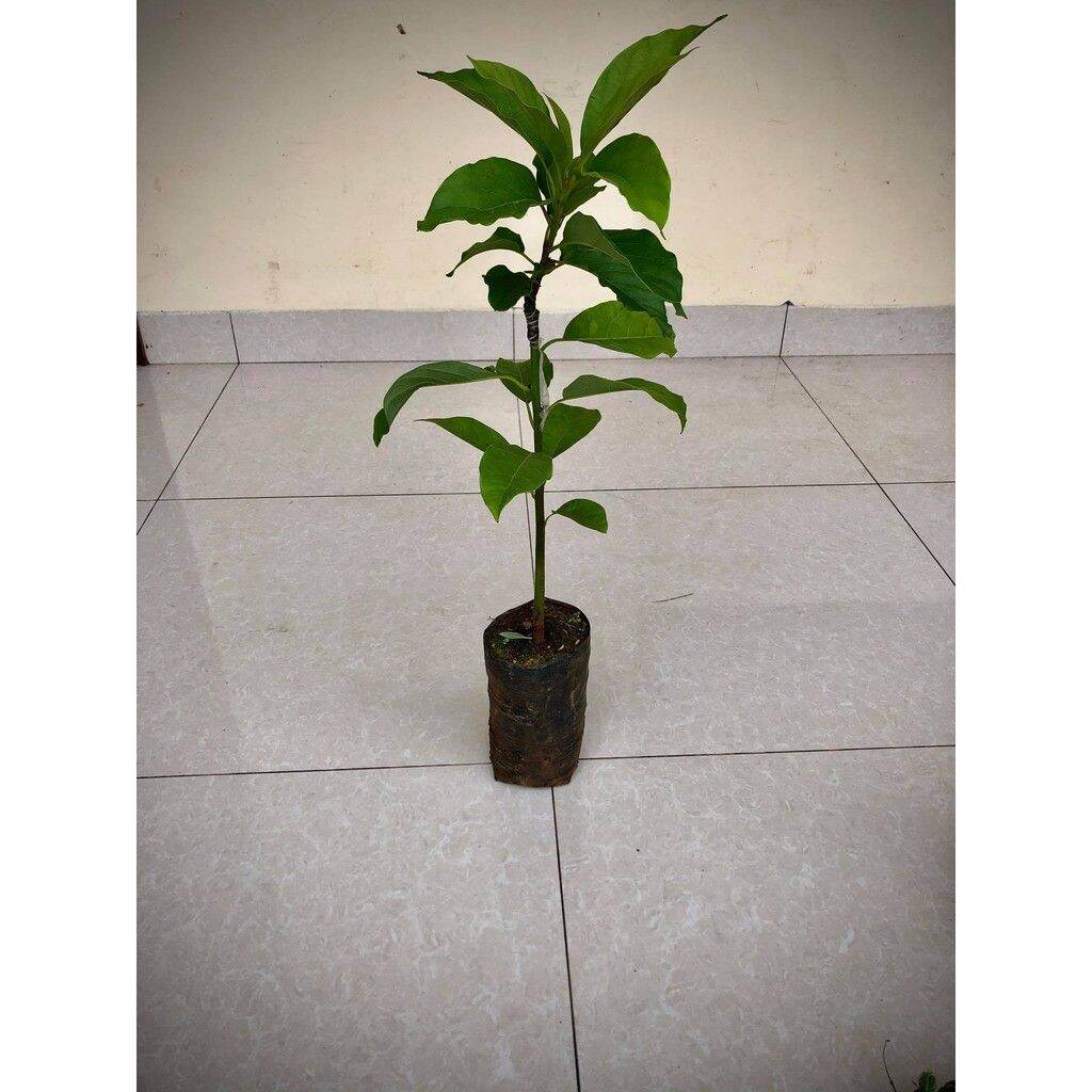 Cây bơ sáp 034 siêu quả (ảnh thật) (chuyên cây giống ) (giao nhanh có bảo hành)