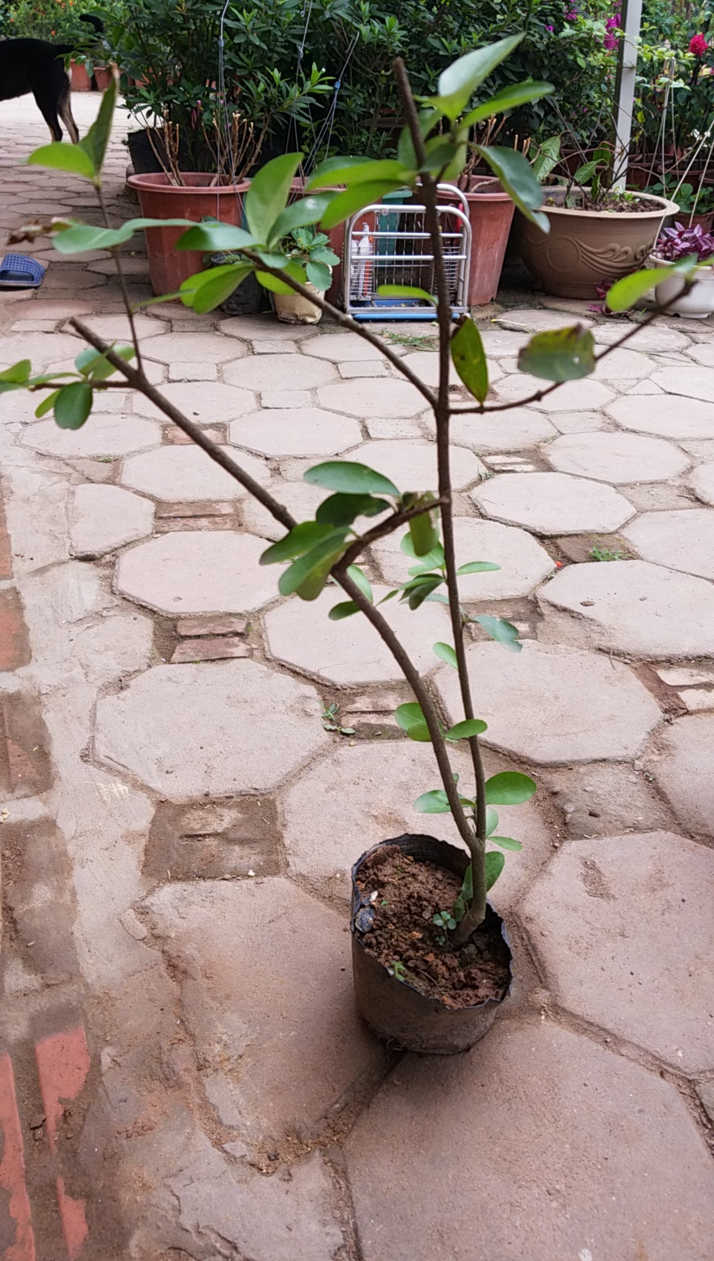 Sơ ri thái chuẩn cây trong bầu đất - Kèm phân dê lưới