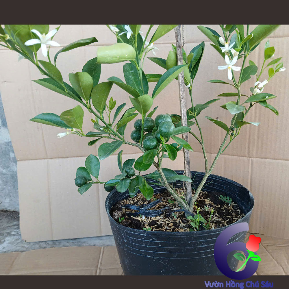 chậu cây tắc, cây hạnh, cây giống
