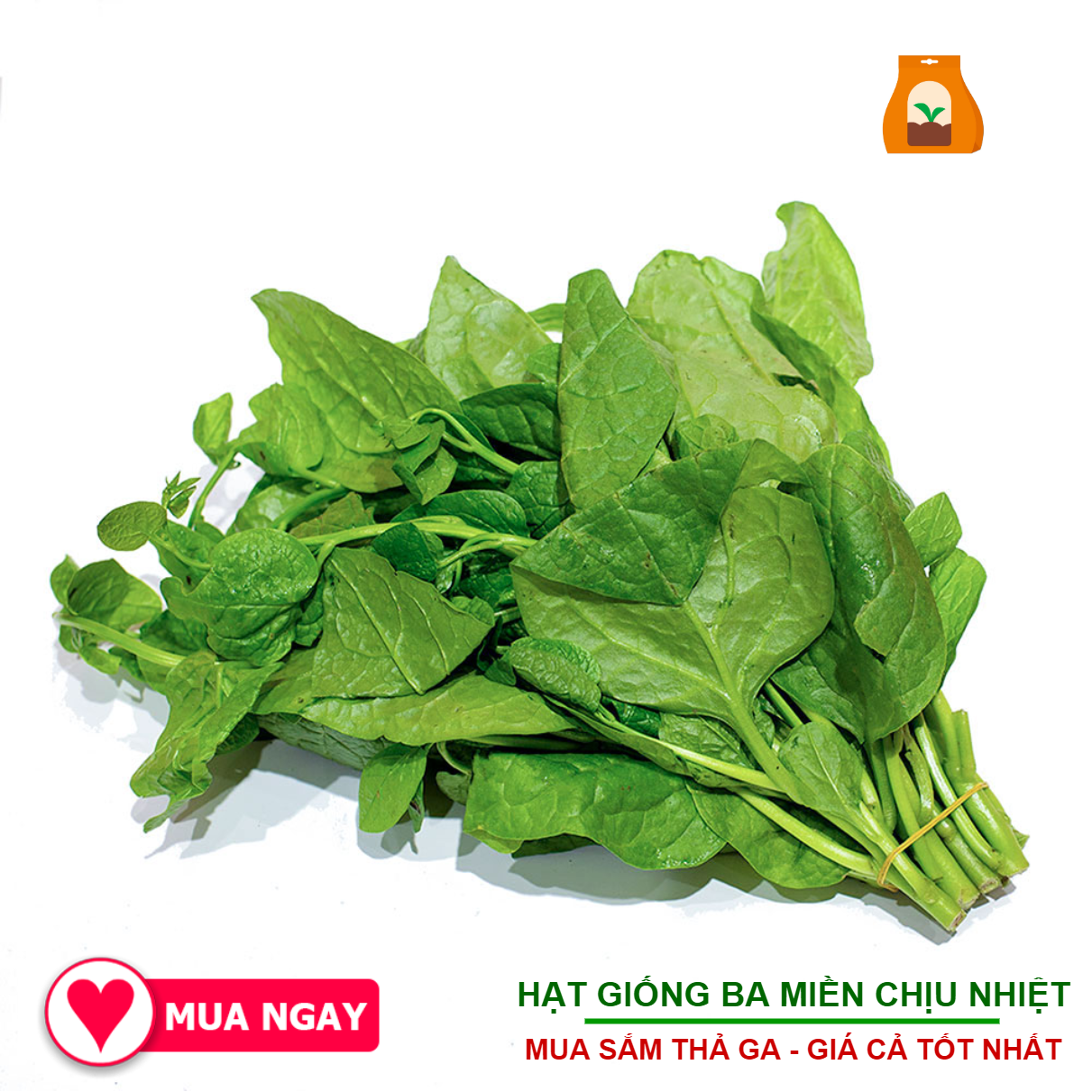 Hạt Mồng Tơi Đỏ, Xanh Lá To 50 Gram