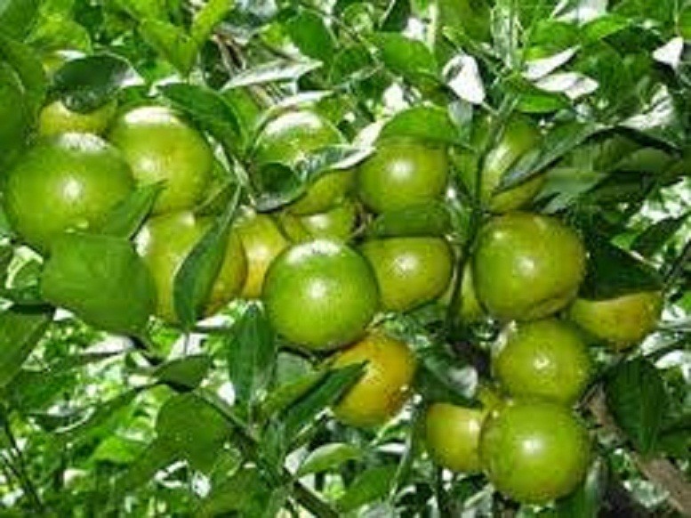 COMBO 2 CÂY GIỐNG CHANH TỨ QUÝ