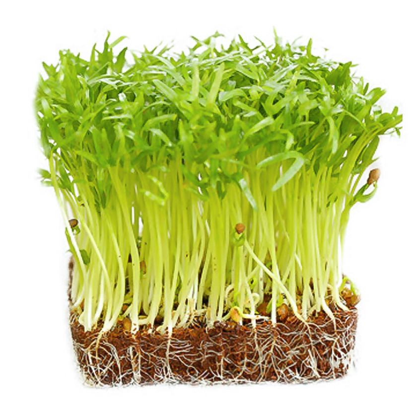 Hạt giống rau muống mầm 50gr