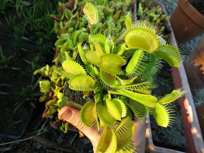 Cây bẫy mồi bẫy kẹp , bắt ruồi Venus Flytrap dòng G16