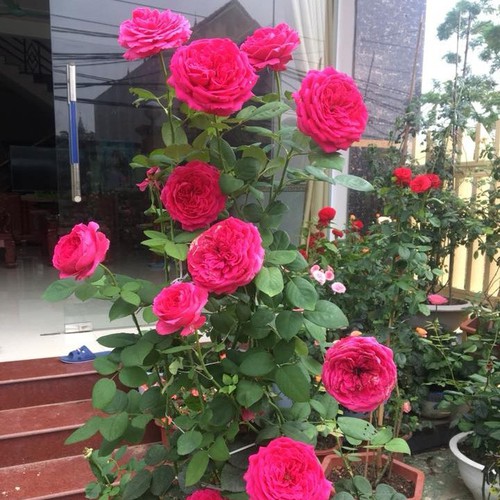 [Cây giống hoa] Hồng ngoại Pas De Deux (hồng bụi) size chậu C9 - CayGiongTot