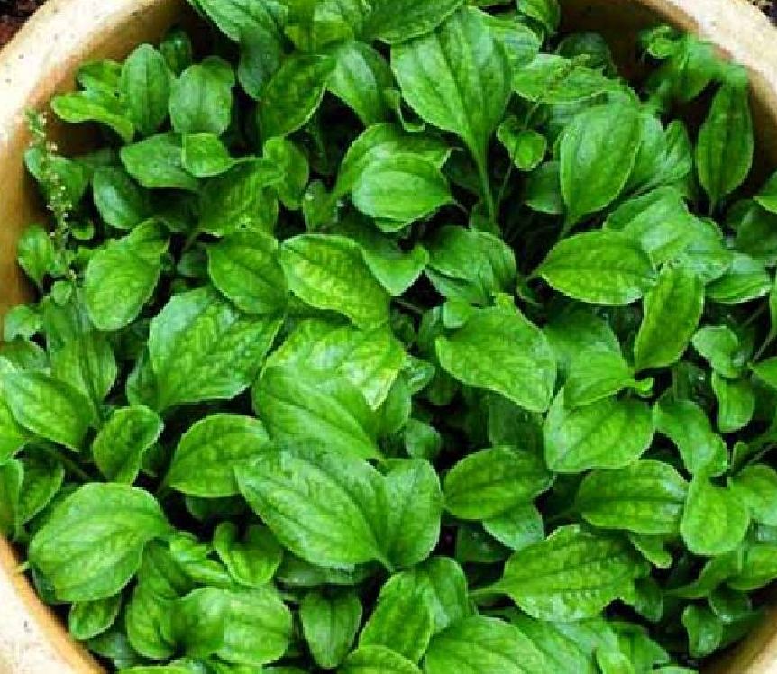 Combo of 3 Packs of Ma Di Seeds (Ma Di Xa Money Tree Seeds)