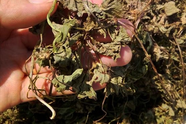Rau má khô 1kg - tấn phát