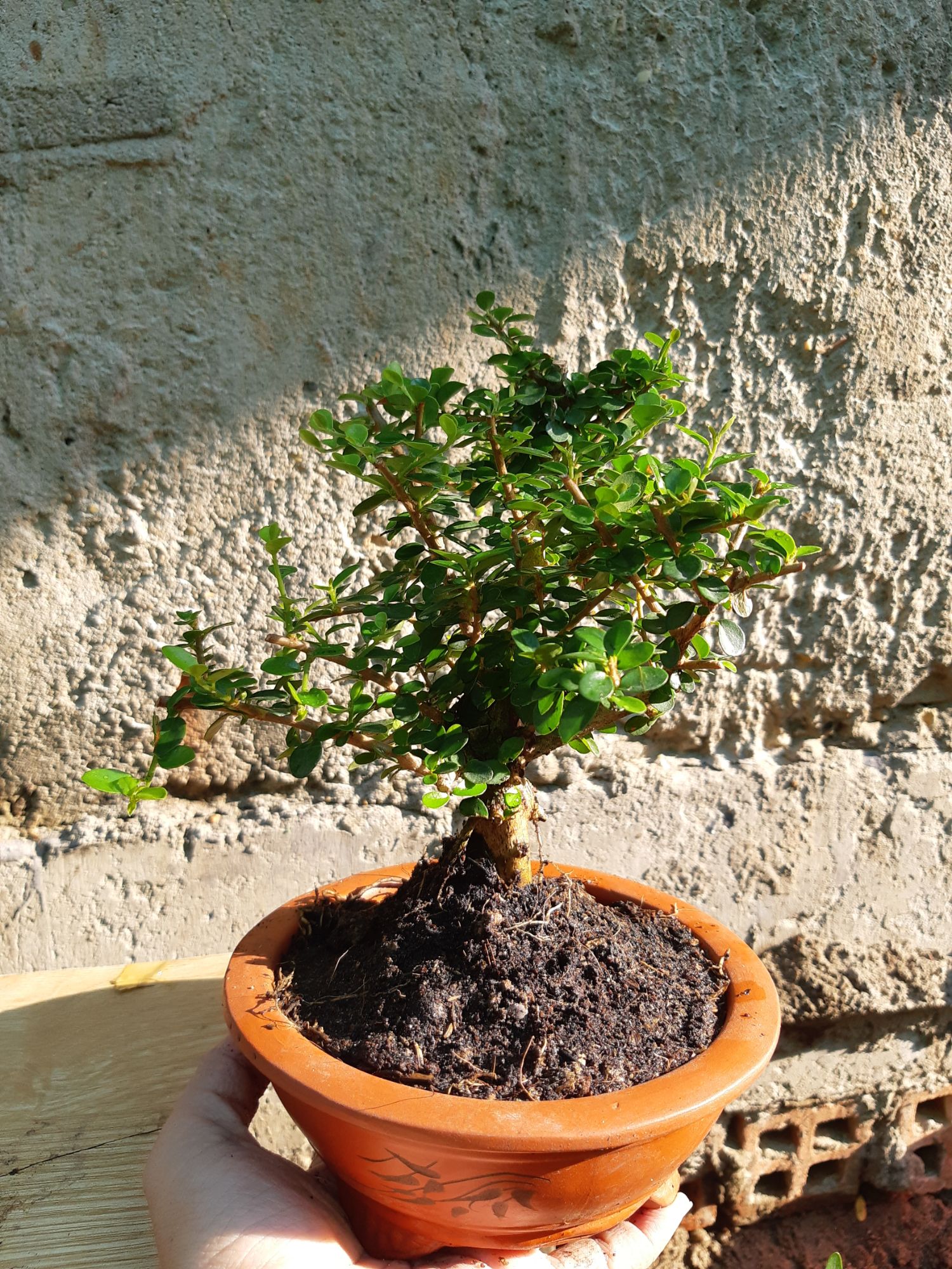 cây sam trái mini TẶNG CHẬU