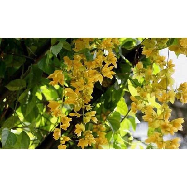 địa lan luân vàng tứ sắc