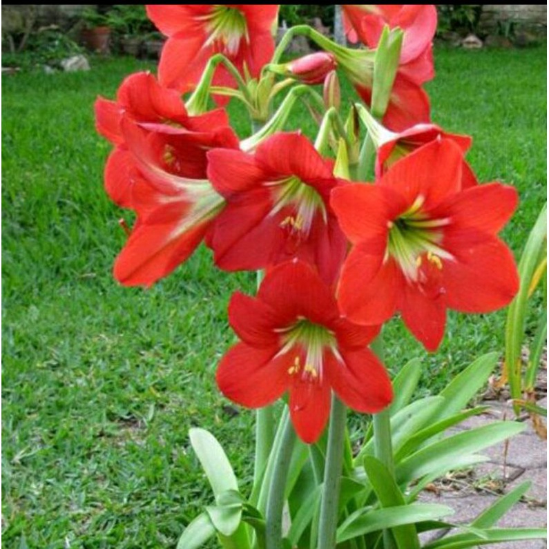 3 củ cây hoa lan huệ tây màu đỏ nhung
