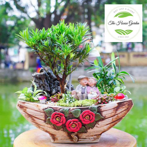 Cây tùng la hán giống cao 30cm