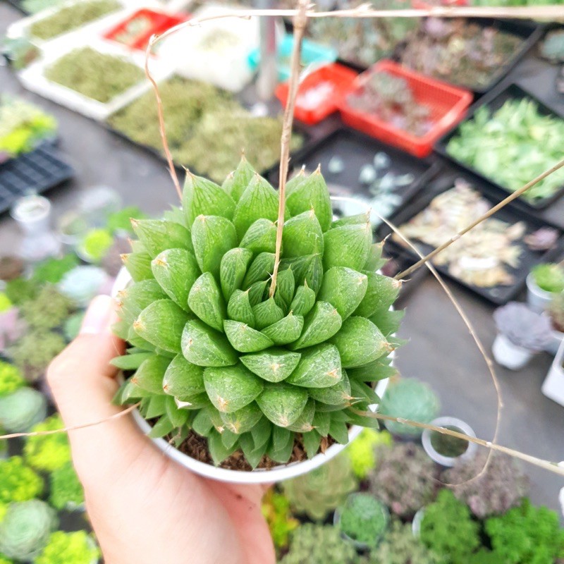 SEN ĐÁ DẠ QUANG SIZE TRUNG BÌNH LỖI 1 ĐỔI 1