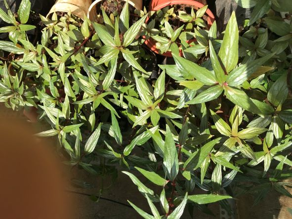 Cây t.huốc dòi (cỏ dòi)giống nấu nước mát