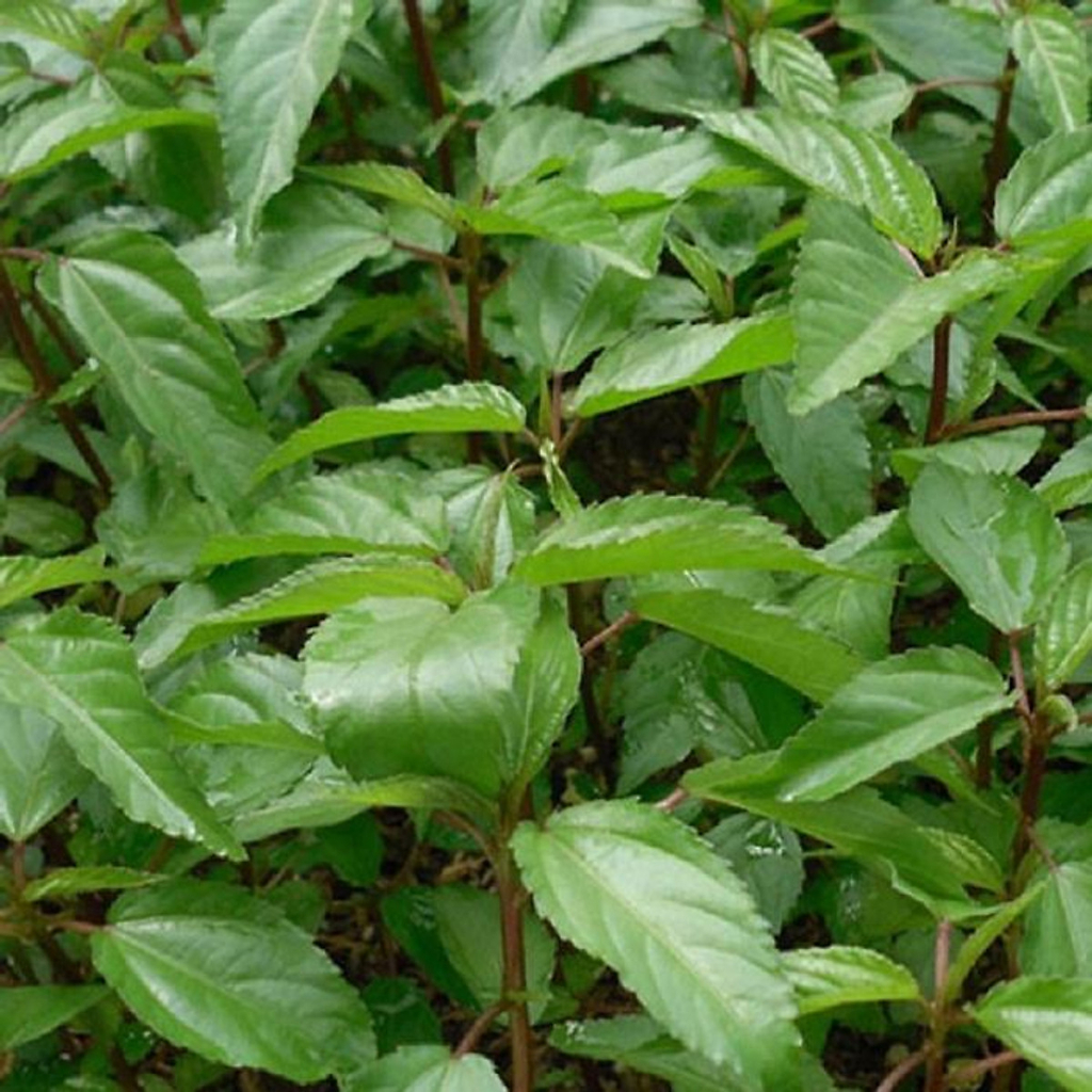 Hạt giống rau đay đỏ - dễ trồng, ăn ngon