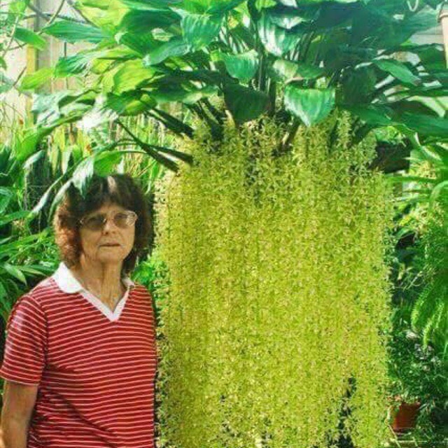 Indo Thanh Dac Orchids