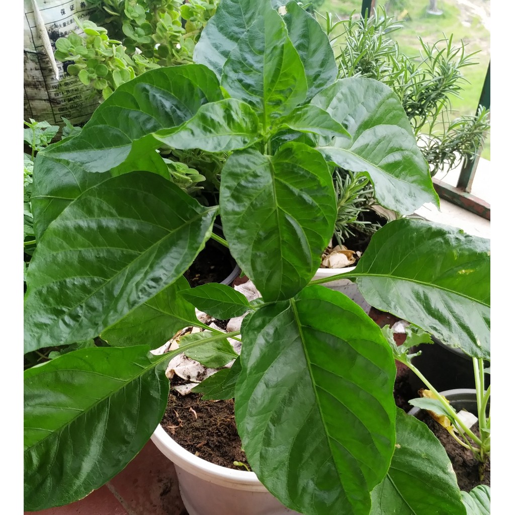 HẠT GIỐNG ỚT SIÊU CAY HABANERO