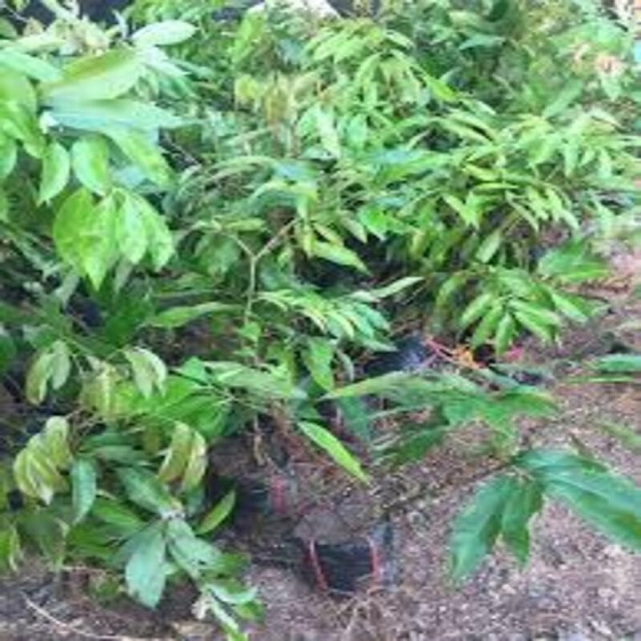 CÂY GIỐNG VẢI THIỀU DÒNG QUẢ SỚM