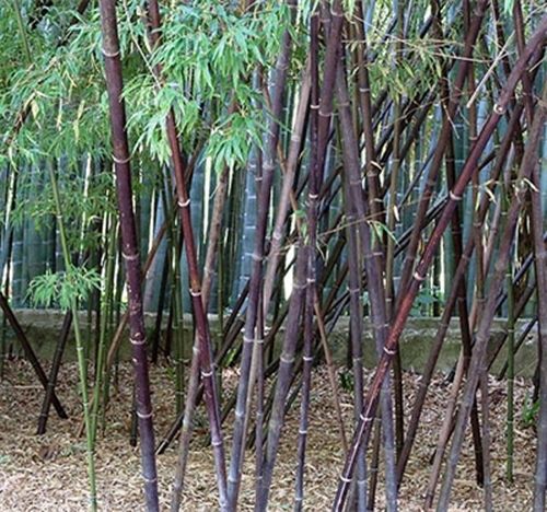 1 thân cây giống cây trúc đen (cây gốc size trung )