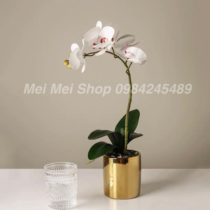 Chậu Lan Hồ Điệp (gồm cả bình màu vàng + 1 cành hoa 5 bông to), hoa lan cao su cao cấp