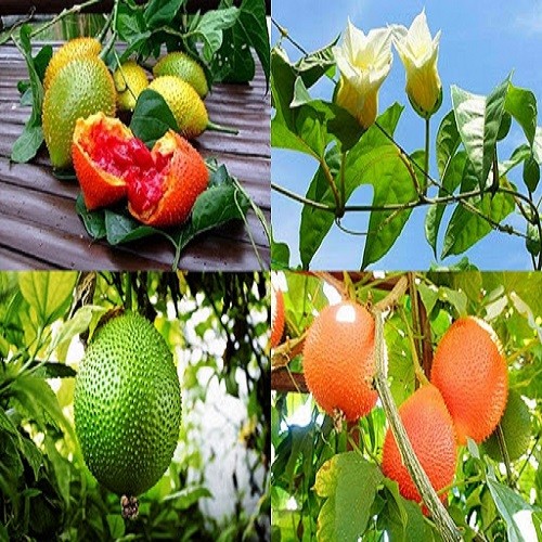 Combo 2 Cây giống gấc siêu trái - 556