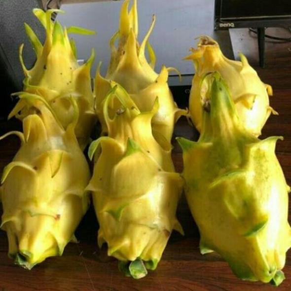 Cây thanh long vỏ vàng nhập khẩu 100%