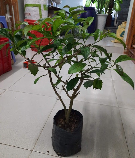 cây xạ đen - cao khoảng 60cm