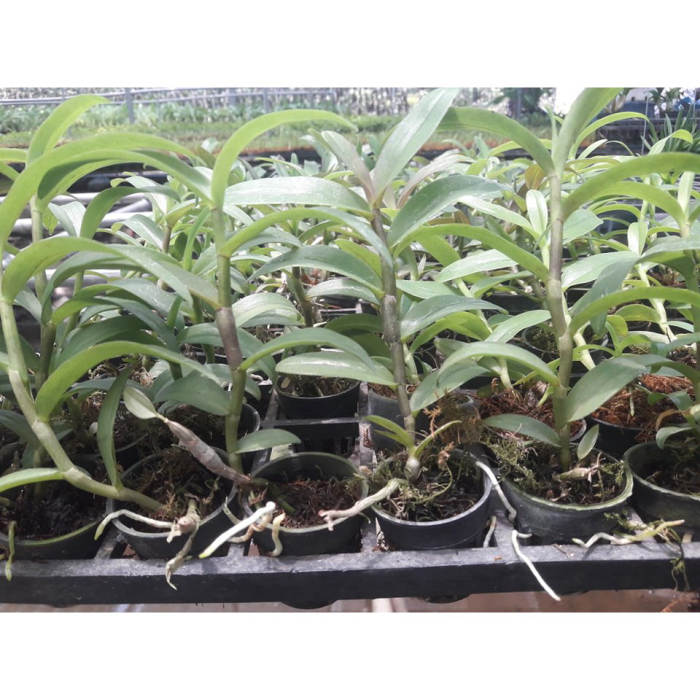 Hoa lan giả hạc, phi điệp hòa bình