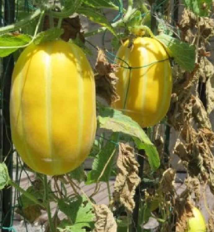 Hạt Giống Dưa Lê Hàn Quốc siêu ngọt - ( 20 hạt/gói )
