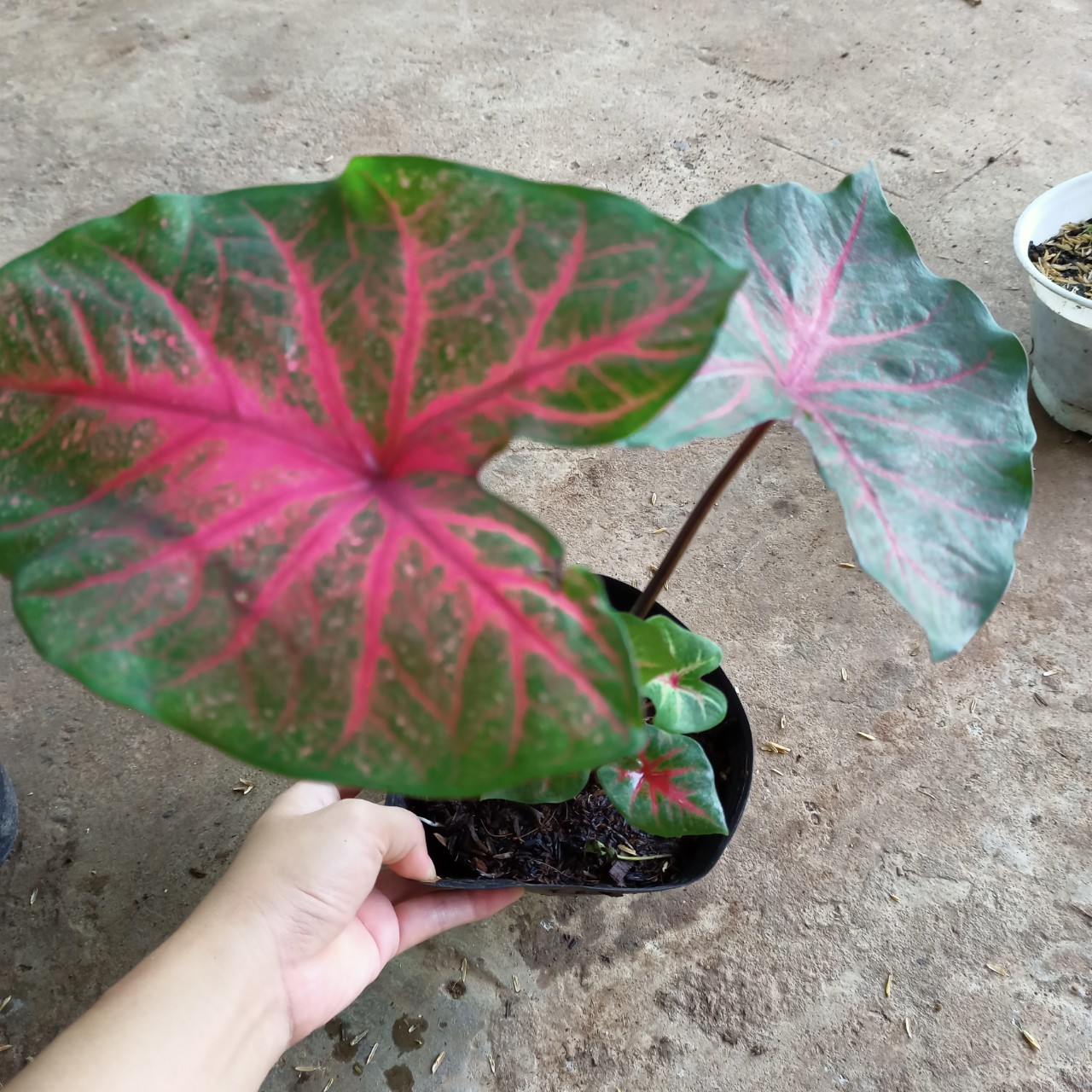 Cây kiểng lá môn Caladium Fannie Munson